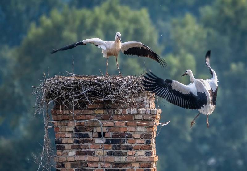 Professional Chimney Animal Removal Services in Riviera Beach, Florida