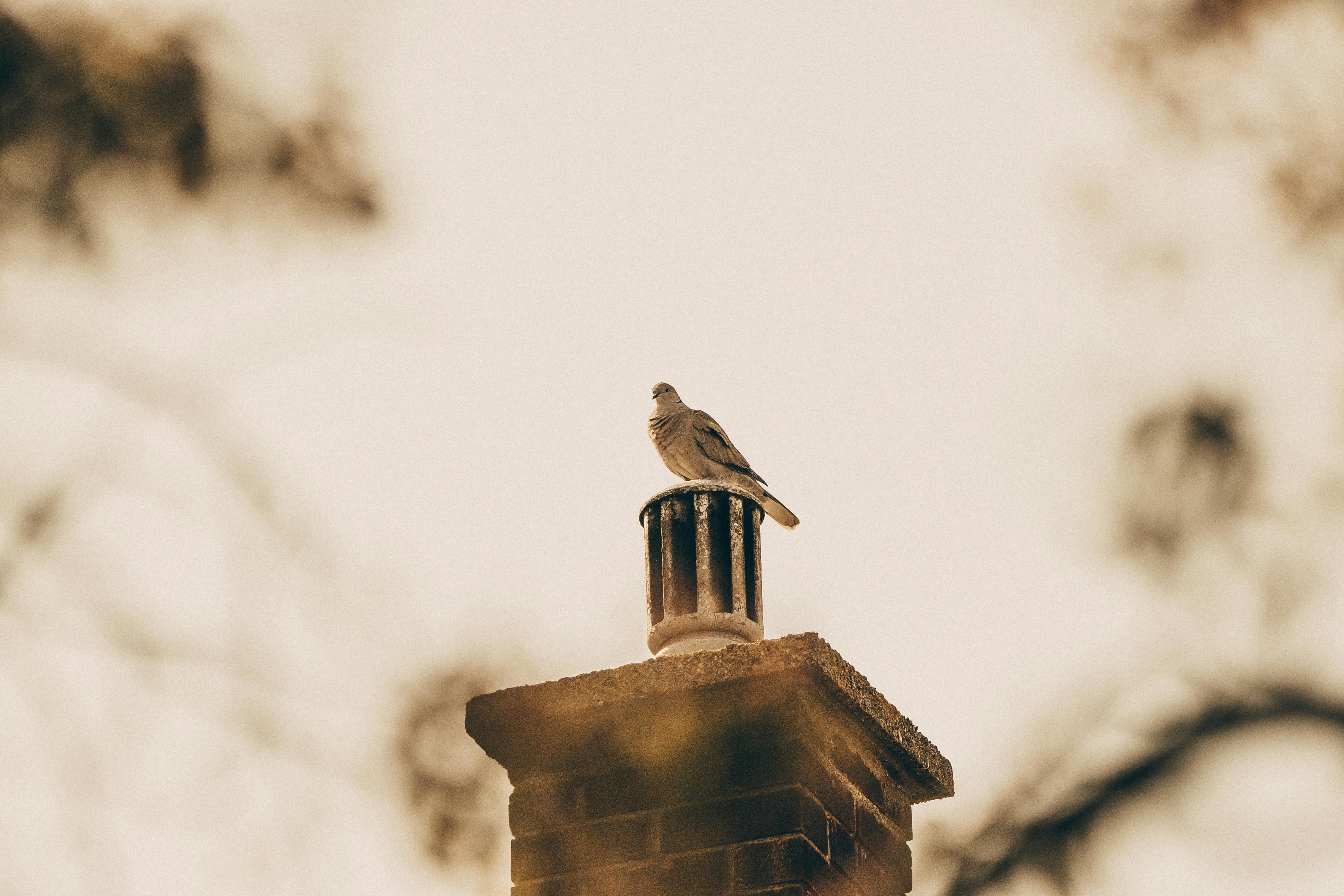 Expert Chimney Cap Installation in Riviera Beach, Florida